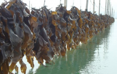 海带如何快速干燥，升温烘干除湿机是个不错的