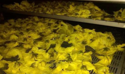 花类产品如何有效烘干